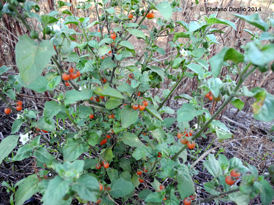 Solanum villosum vs. Solanum alatum